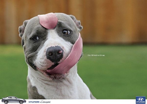 dog