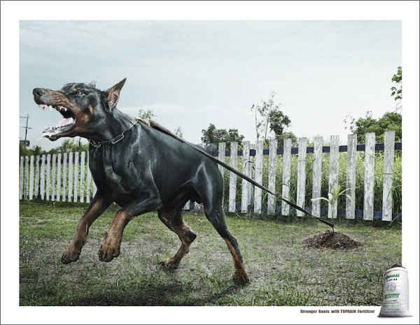 dog