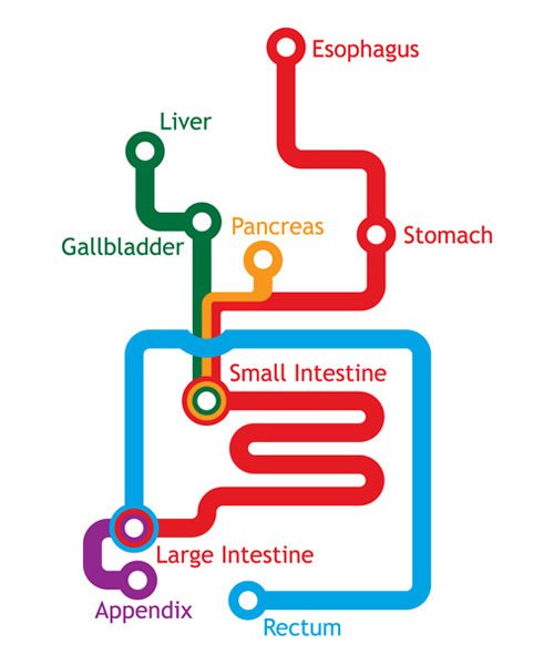 The Gastrointestinal System Represented as a Subway Map