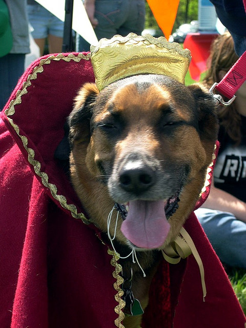 Dog in King Costume