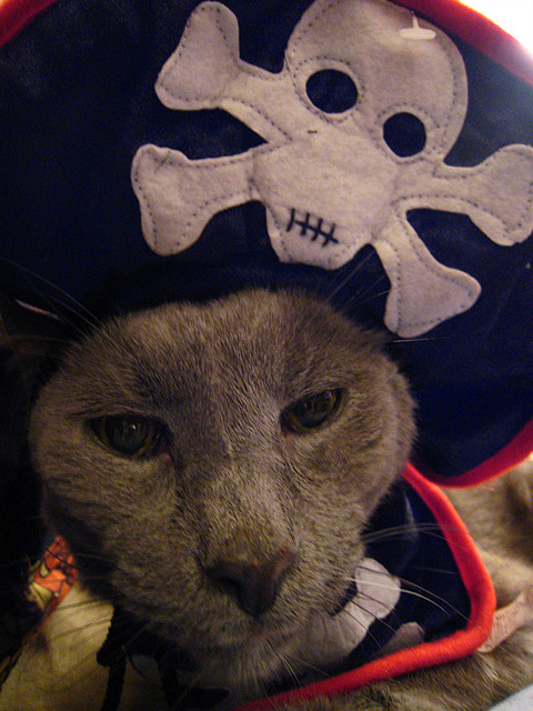 Cat in Pirate Costume