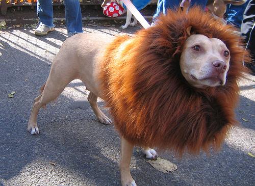 Dog in Lion Costume