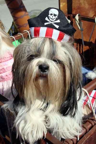 Dog in Pirate Costume