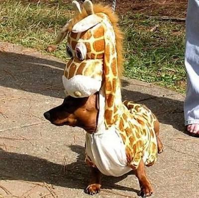 Dog Giraffe Costume