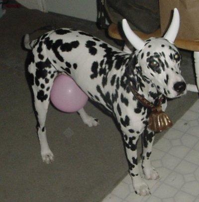 Dog in Cow Costume