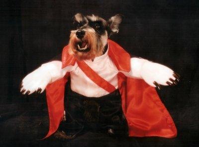 Dog in Vampire Costume