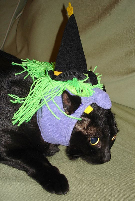 Cat in Witch Costume
