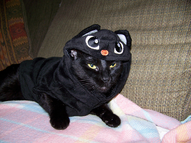 Black Cat in Black Cat Costume