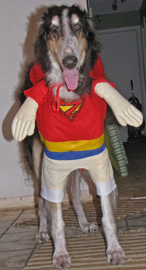 Dog in Super Hero Costume