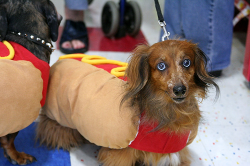 Dog in Hot Dog Costume