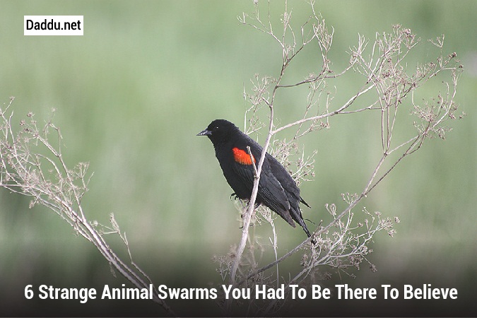 6 Strange Animal Swarms You Had to Be There to Believe